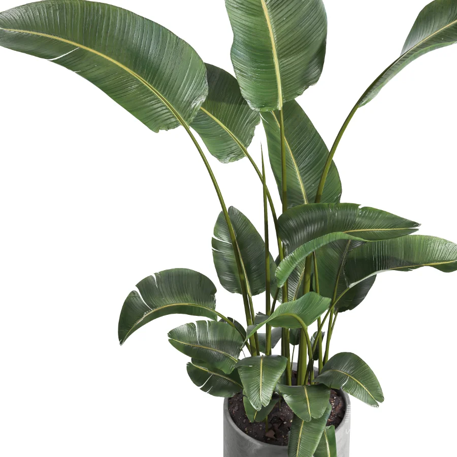 indoor plant 064 - Image 2