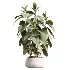 AV Indoor Plants Set 485 Ficus Elastica and Olive Eucalyptus and Yucca Elephantipes and Schefflera Arboricola and Bird Of ParadiseBird - Thumbnail 4