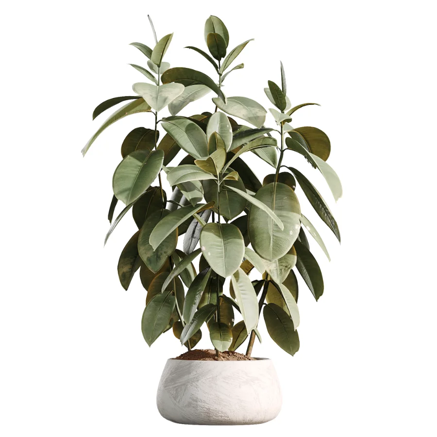 AV Indoor Plants Set 485 Ficus Elastica and Olive Eucalyptus and Yucca Elephantipes and Schefflera Arboricola and Bird Of ParadiseBird - Image 4