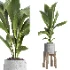 indoor plant 044 - Thumbnail 5