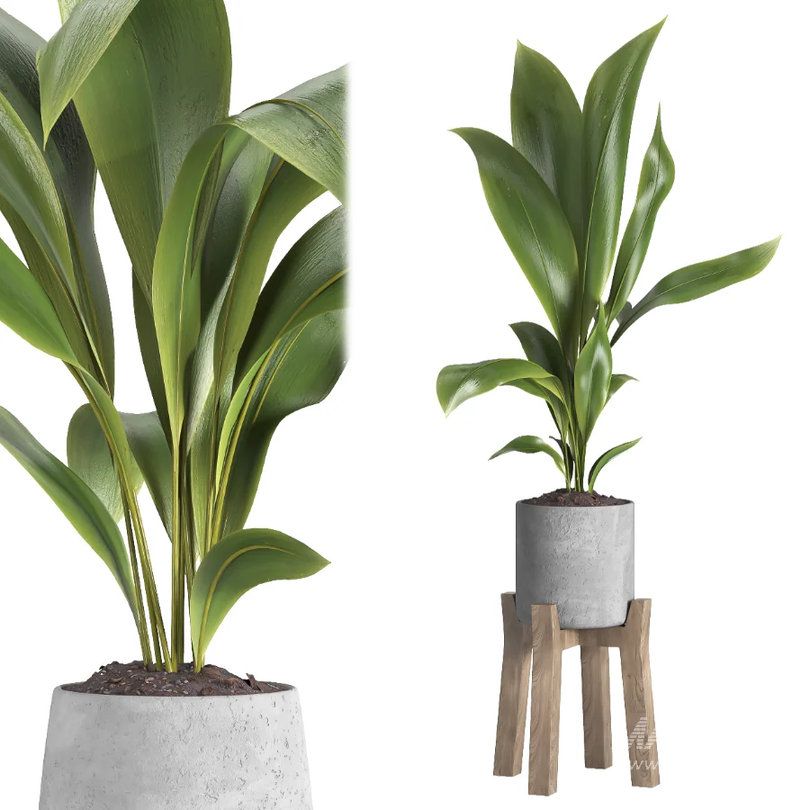 indoor plant 044 - Image 5