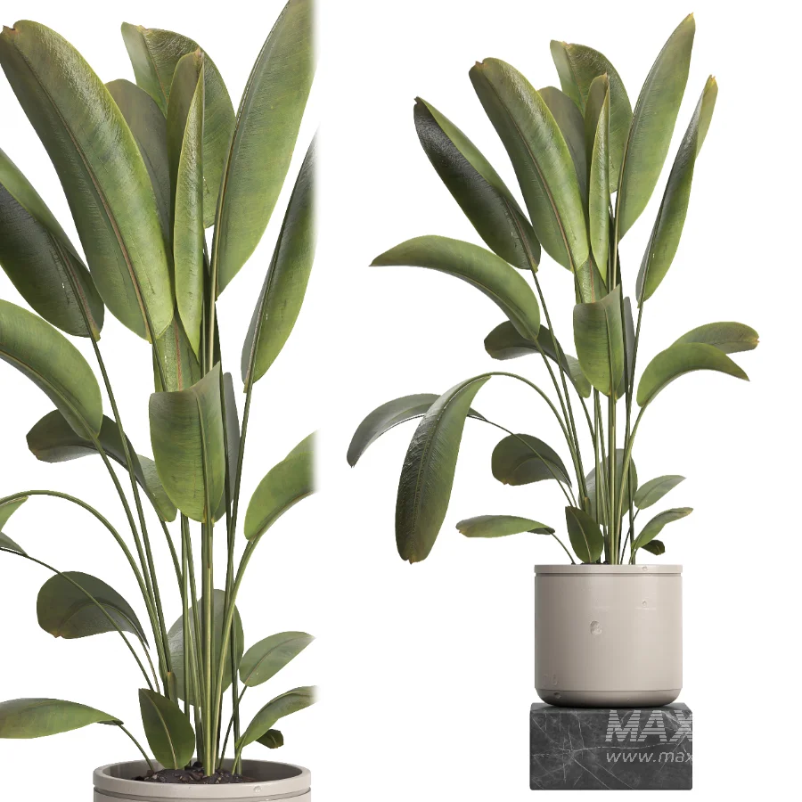 indoor plant 060 - Image 4