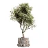ntal plant species to create a balanced composition suitable for modern interiors, outdoor environments, and high-end architectural scenes. - Thumbnail 1