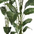 indoor plant 056 - Thumbnail 4