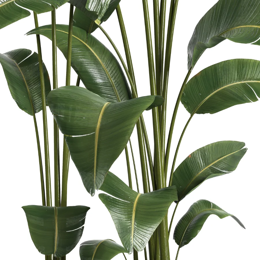 indoor plant 056 - Image 4