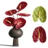 Burgundy and Olive Anthurium 61 - Thumbnail 1