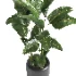 indoor plant 056 - Thumbnail 3