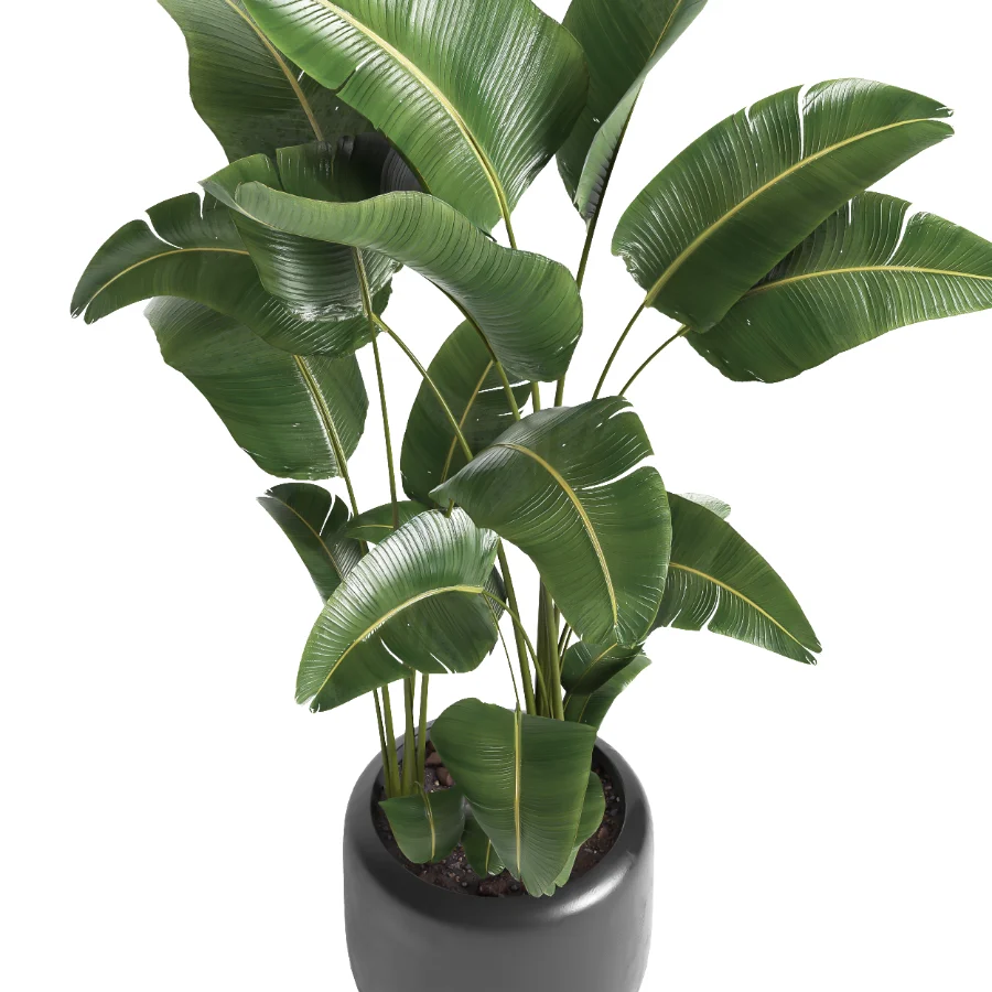 indoor plant 056 - Image 3