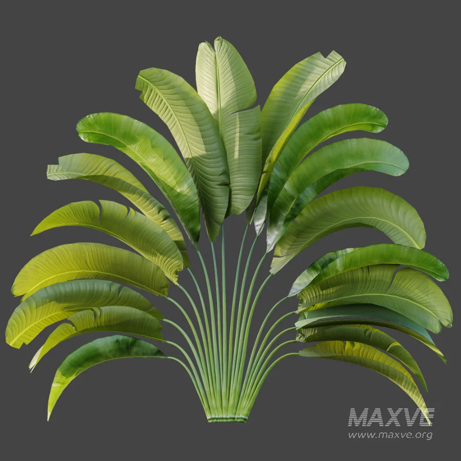 AV Plant Strelitzia Nicolai Palm Bush 01 - Image 6