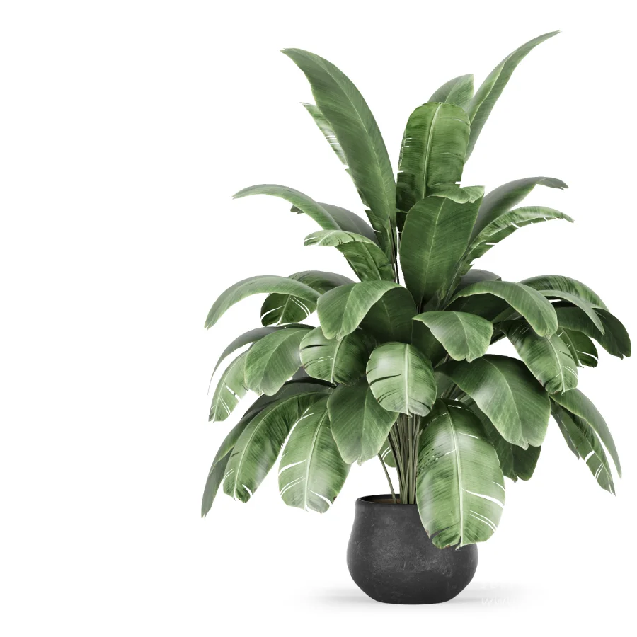 Strelitzia nicolai plant - Image 3