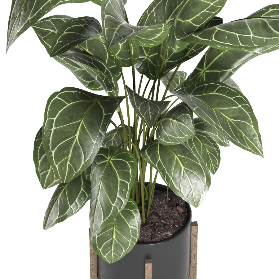 indoor plant 058 - Image 2