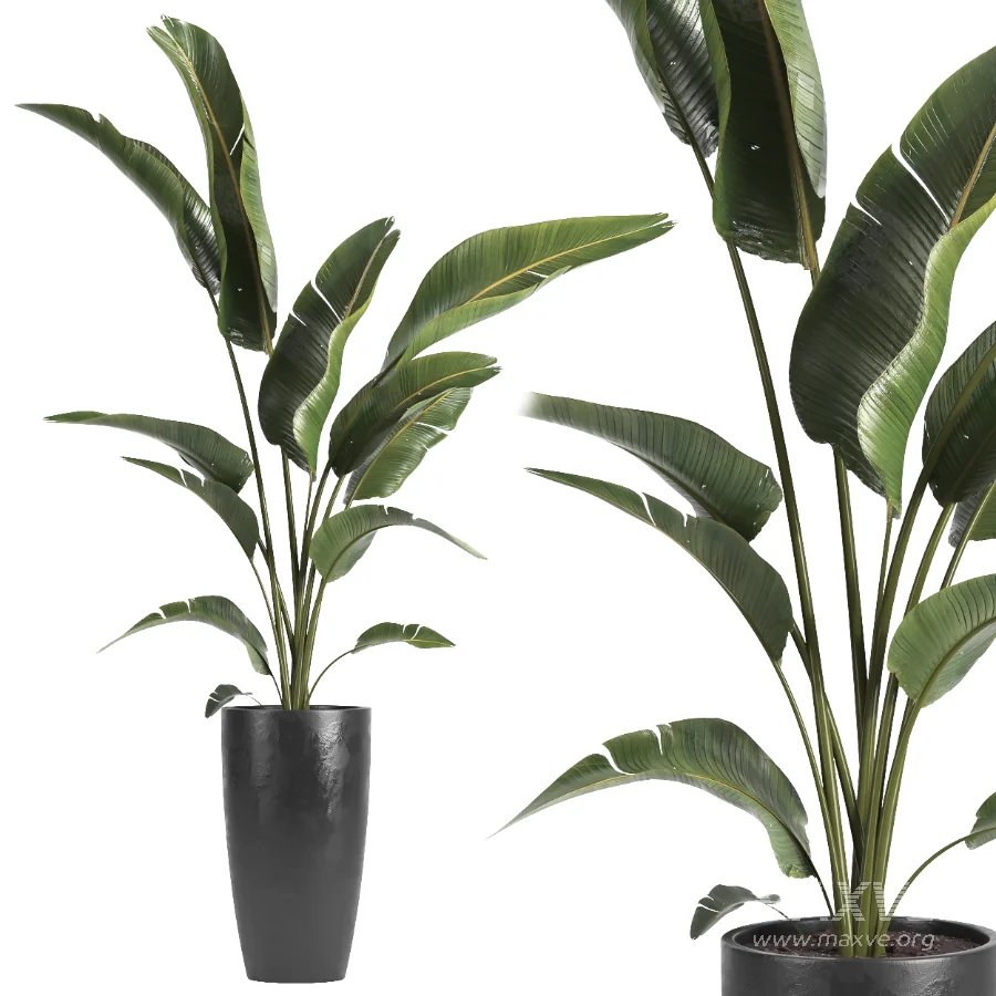 indoor plant 071 - Image 3