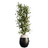 AV Indoor Plants Set 483 Zamiifolia Olive ParadiseBird Orange Tree - Thumbnail 2