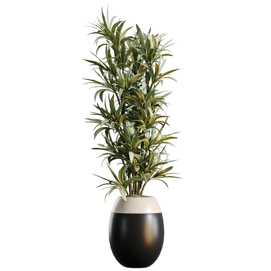 AV Indoor Plants Set 483 Zamiifolia Olive ParadiseBird Orange Tree - Image 2