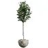 AV Indoor Plants Set 472 Yucca Elephantipes and Chemlali Olive and Cunjevoi Alocasia and Schefflera Arboricola and Ficus macrocarpa - Thumbnail 3