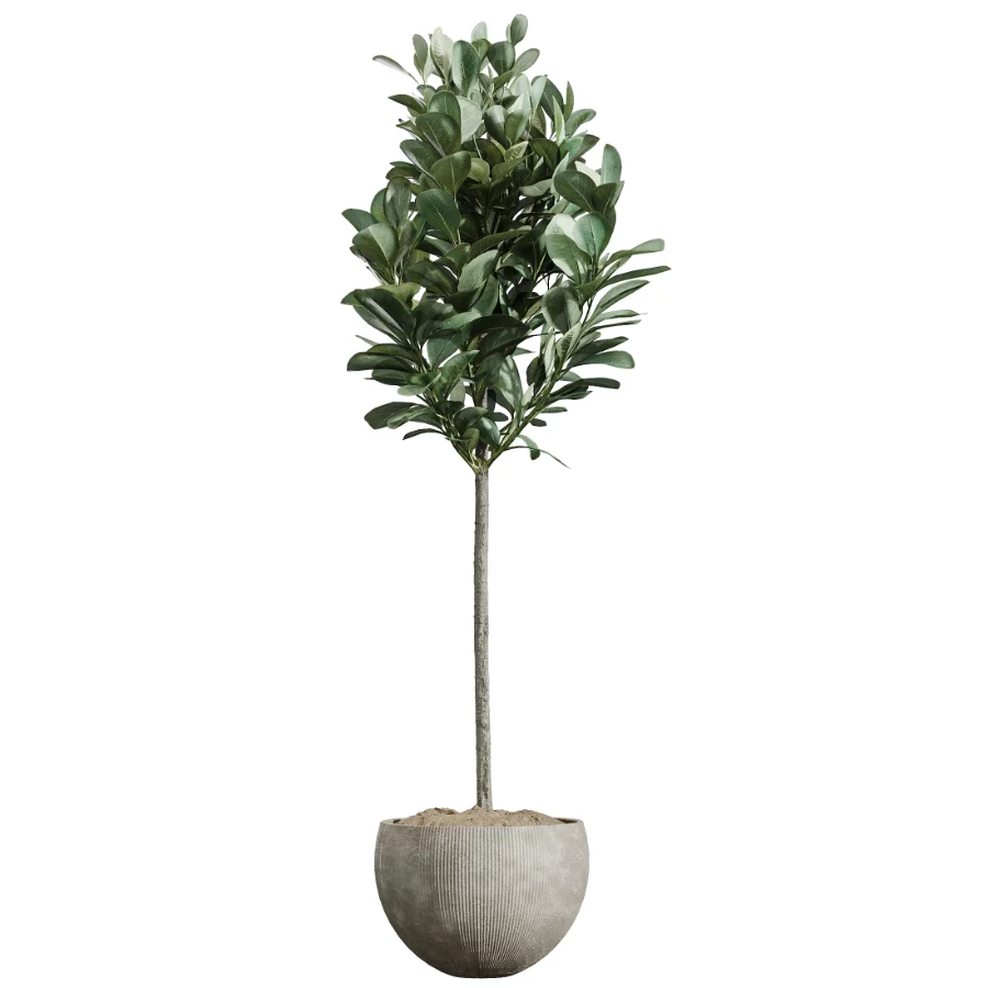 AV Indoor Plants Set 472 Yucca Elephantipes and Chemlali Olive and Cunjevoi Alocasia and Schefflera Arboricola and Ficus macrocarpa - Image 3