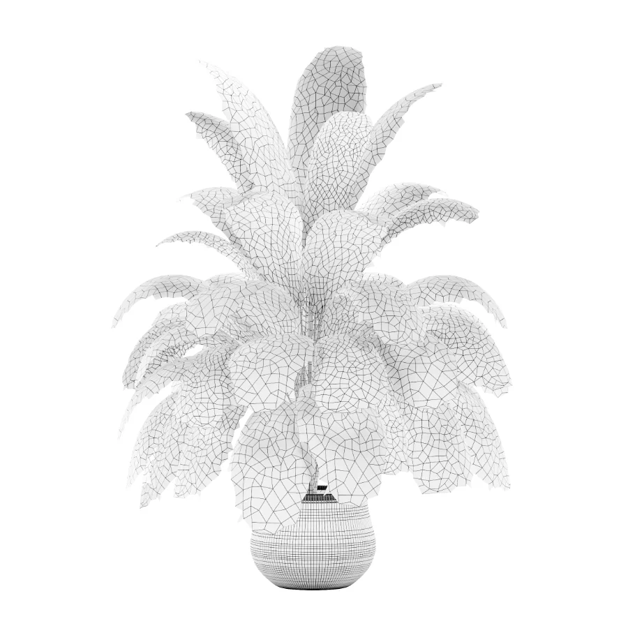 Strelitzia nicolai plant - Image 4