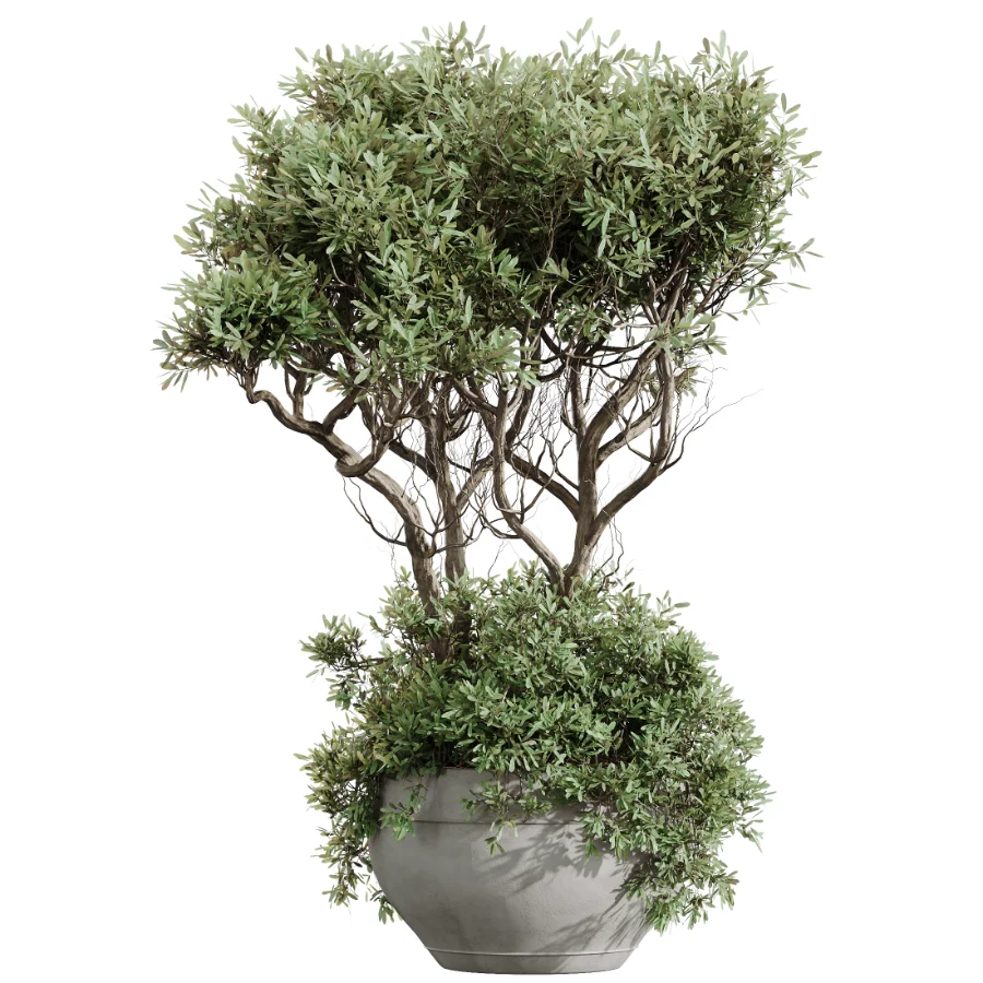 AV Indoor Plants Set 472 Yucca Elephantipes and Chemlali Olive and Cunjevoi Alocasia and Schefflera Arboricola and Ficus macrocarpa - Image 1