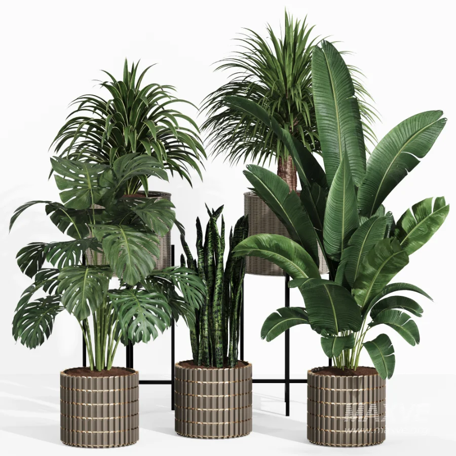 Indoor Plant Collection 006 - Image 1