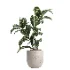 indoor plant 047 - Thumbnail 1