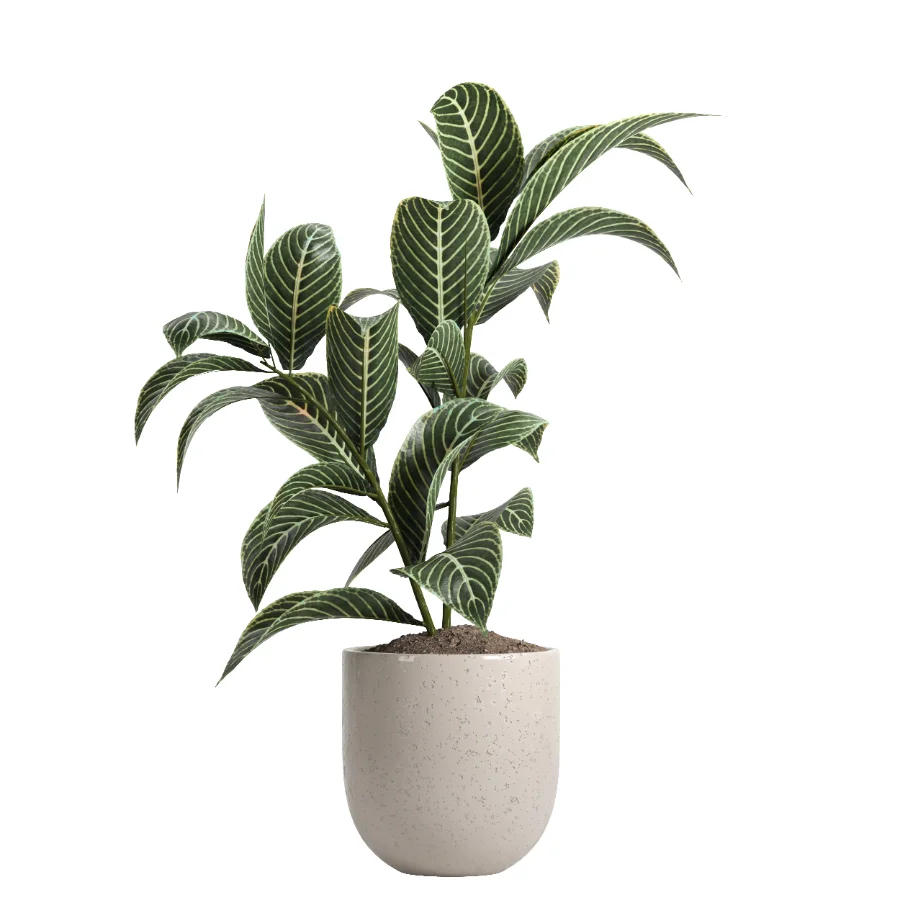 indoor plant 047 - Image 1