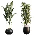 AV Indoor Plants Set 483 Zamiifolia Olive ParadiseBird Orange Tree - Thumbnail 8