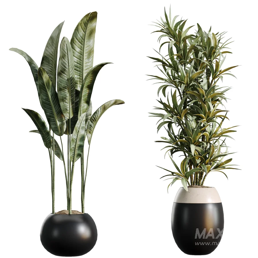 AV Indoor Plants Set 483 Zamiifolia Olive ParadiseBird Orange Tree - Image 8