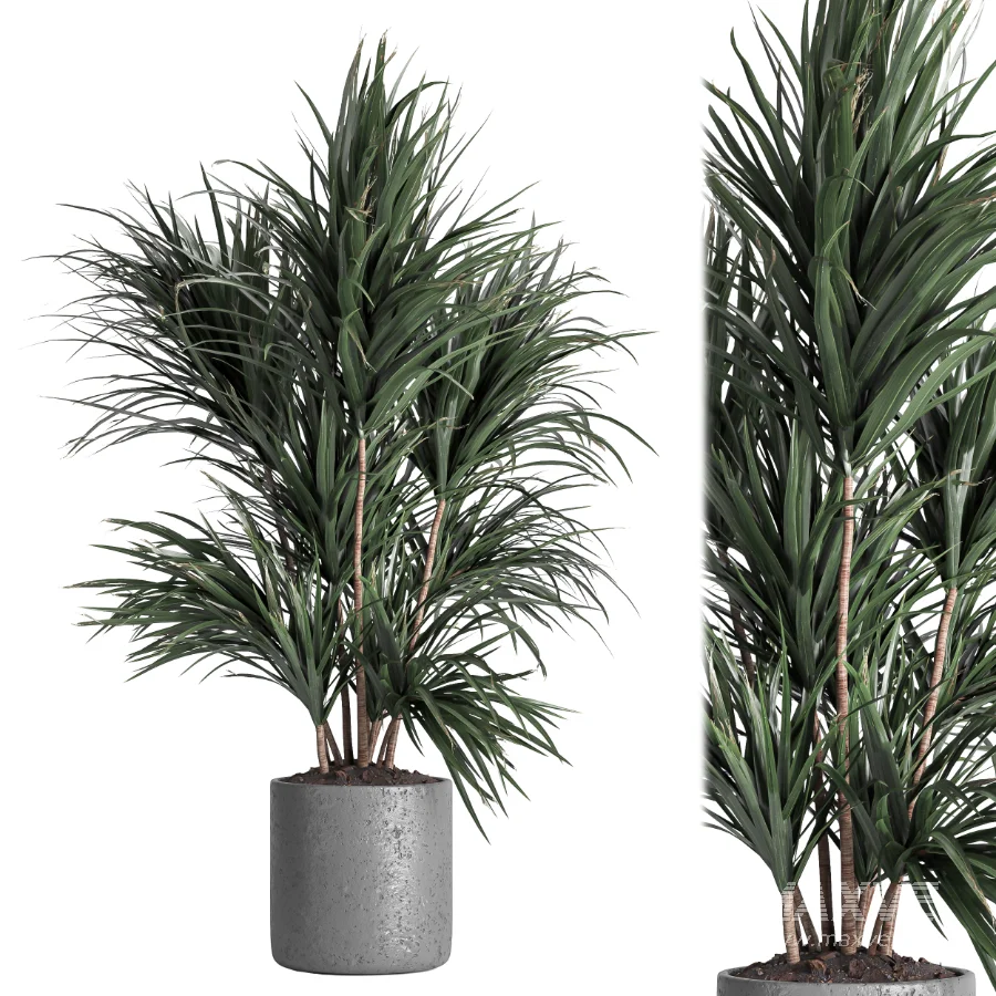 indoor plant 045 - Image 4