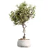AV Indoor Plants Set 525 Yucca Olive Areca Palm Spathiphyllum - Thumbnail 5