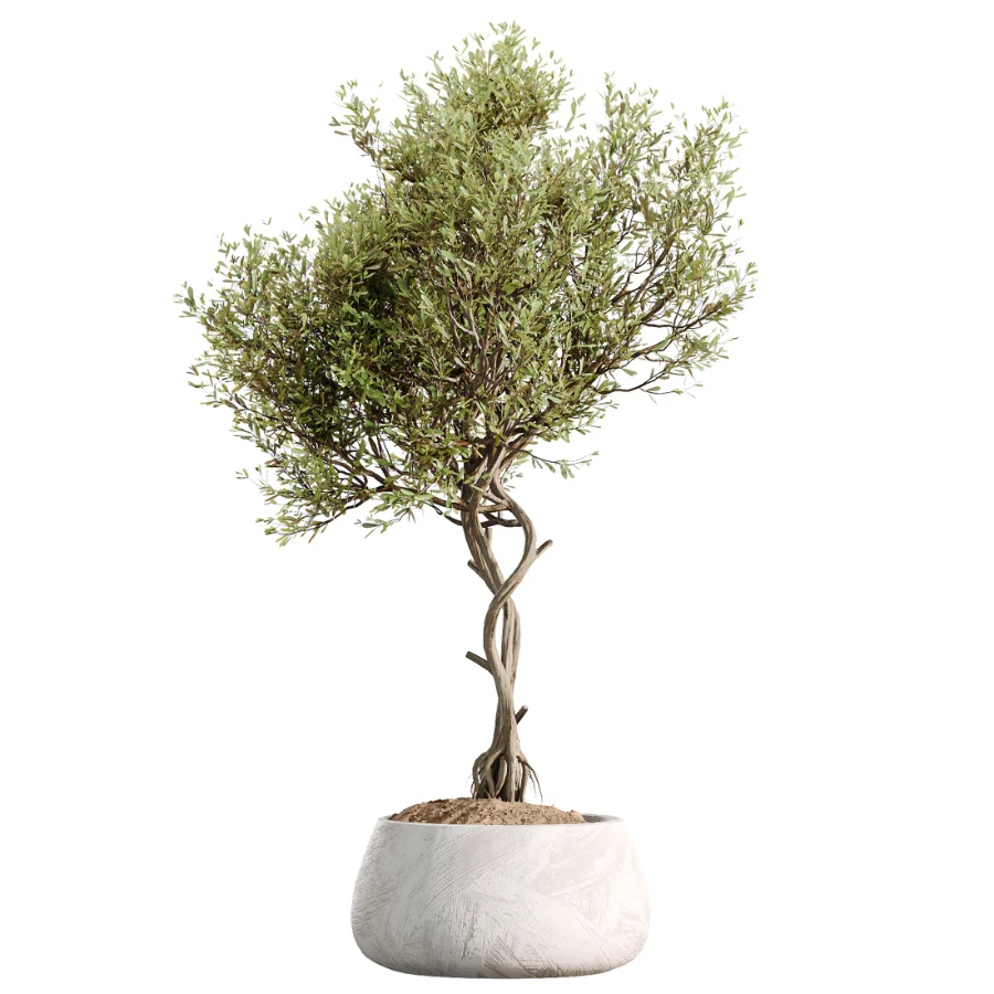 AV Indoor Plants Set 525 Yucca Olive Areca Palm Spathiphyllum - Image 5
