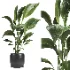 indoor plant 051 - Thumbnail 1
