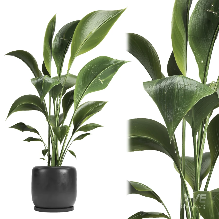 indoor plant 051 - Image 1