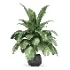 Strelitzia nicolai plant - Thumbnail 1