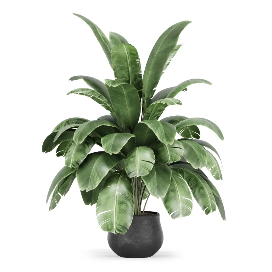 Strelitzia nicolai plant - Image 1