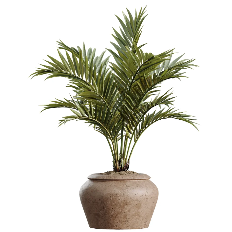 AV Indoor Plants Set 523 Areca Palm Olive Euphorbia Cyara - Image 3