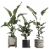 Nicolai set – indoor plant 75 - Thumbnail 1