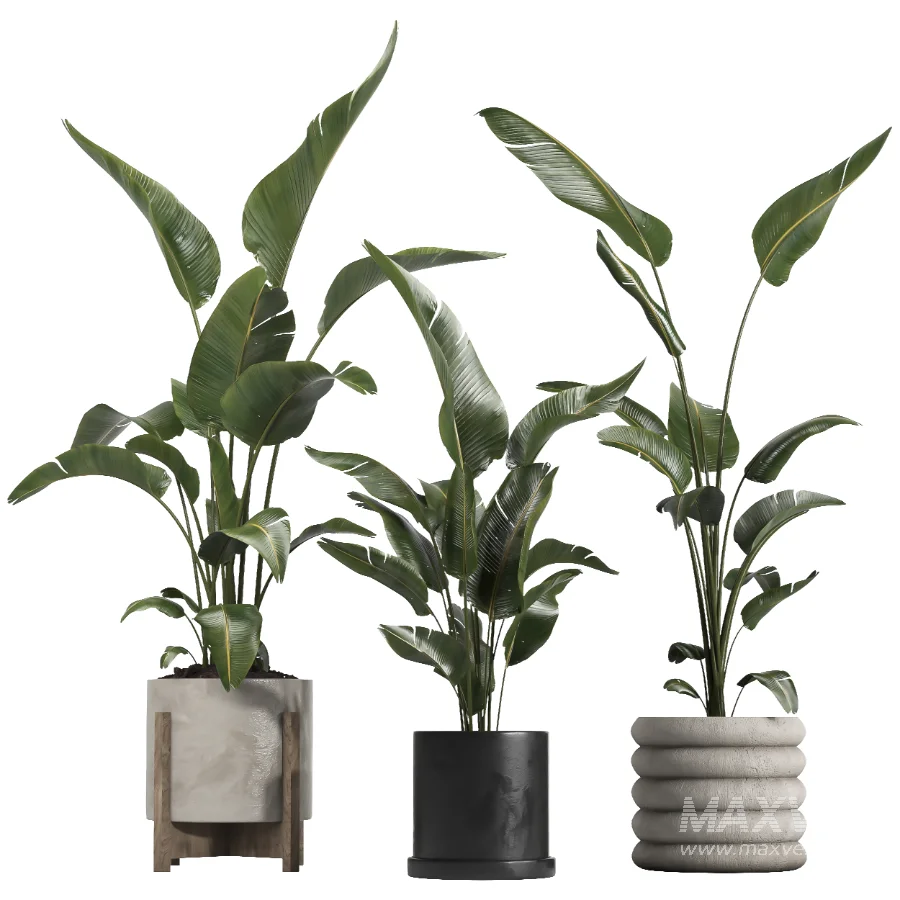 Nicolai set – indoor plant 75 - Image 1