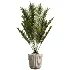 AV Indoor Plants Set 523 Areca Palm Olive Euphorbia Cyara - Thumbnail 4