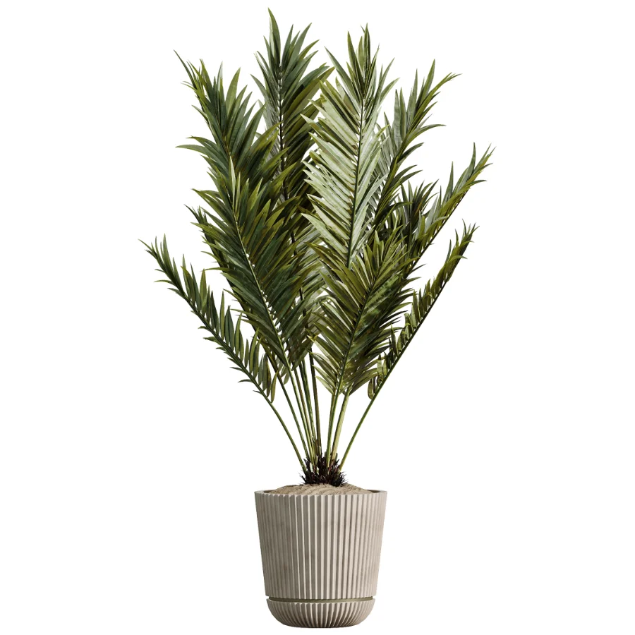 AV Indoor Plants Set 523 Areca Palm Olive Euphorbia Cyara - Image 4