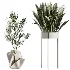 AV Indoor Plants Set 487 Lady Palm and Olive Tree and Snake Sansevieria - Thumbnail 8
