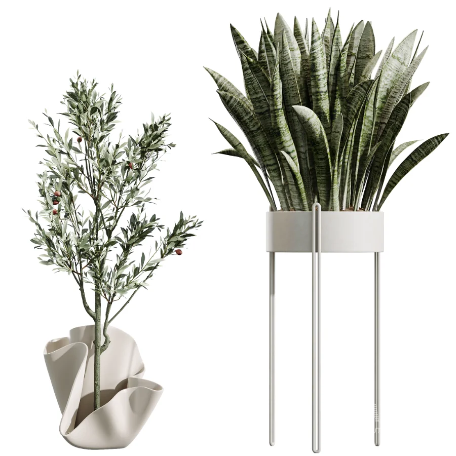 AV Indoor Plants Set 487 Lady Palm and Olive Tree and Snake Sansevieria - Image 8