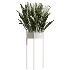 AV Indoor Plants Set 487 Lady Palm and Olive Tree and Snake Sansevieria - Thumbnail 3