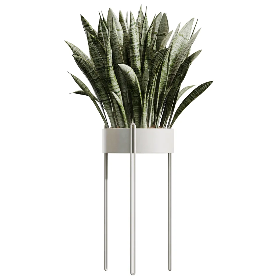 AV Indoor Plants Set 487 Lady Palm and Olive Tree and Snake Sansevieria - Image 3