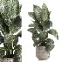 indoor plant 049 - Thumbnail 3