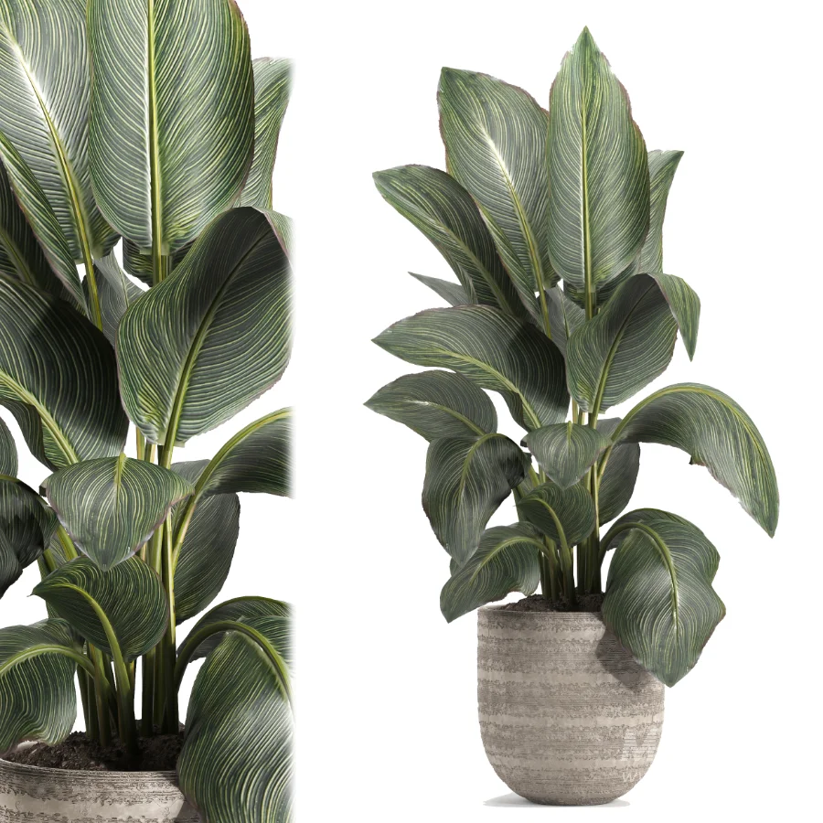 indoor plant 049 - Image 3