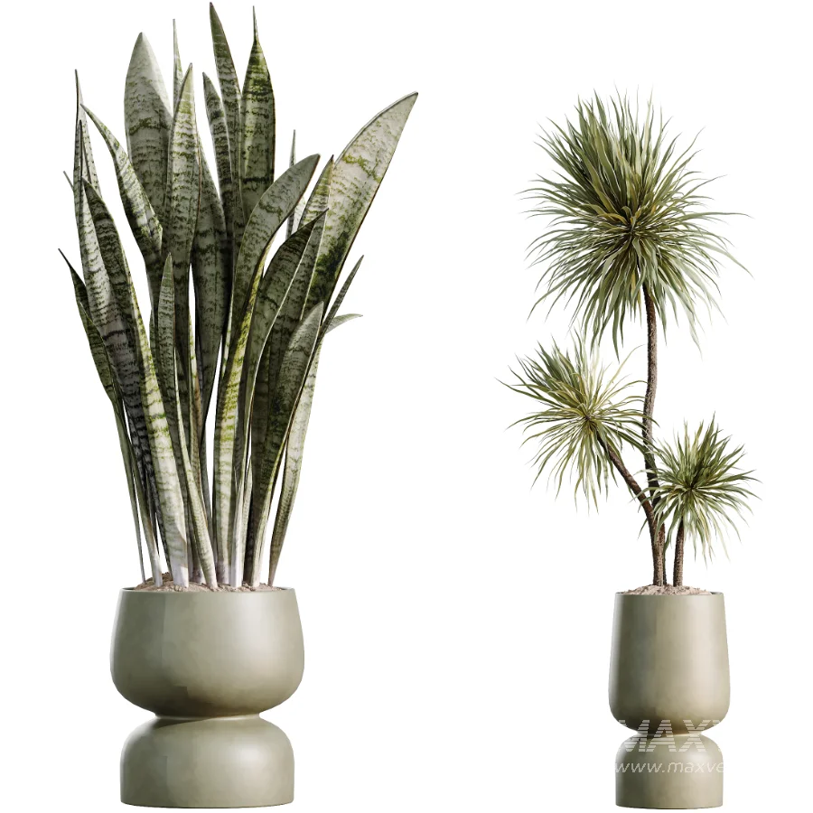 AV Indoor Plants Set 473 Spineless Yucca and Calathea Lutea and Snake Sansevieria and Olive Indoor Tree - Image 6