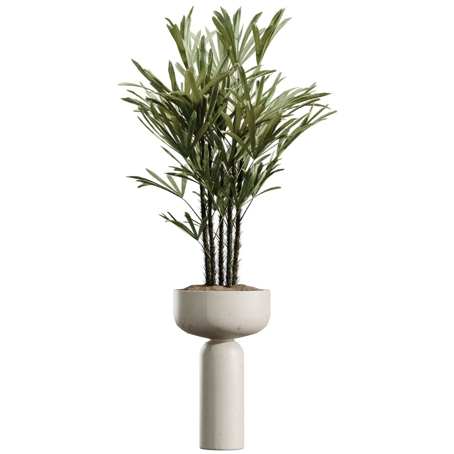 AV Indoor Plants Set 488 Olive Eucalyptus and Lady Palm and Giant Monstera and Orange Calamondin Tree - Image 6