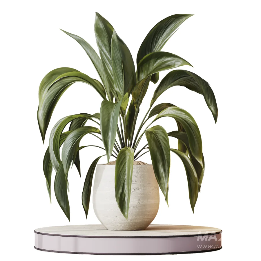 AV Indoor Plants Set 477 Elegant Monstera and Peace Lily and Chemlali Olive and Euphorbia Drupifera and Cat Reed Palm - Image 8