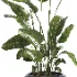 indoor plant 061 - Thumbnail 2