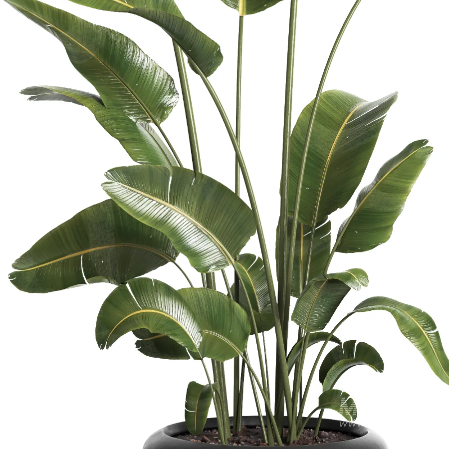 indoor plant 061 - Image 2